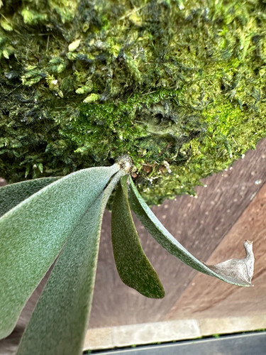 P.willinckii 'Silvery Dwarf'⑥ | groote plantage