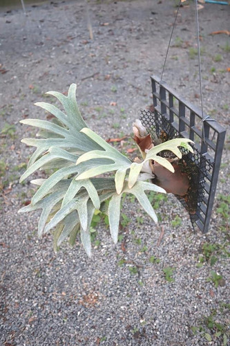 P.'Platinum'(Pewchan'Snow Queen F303')③ | groote plantage