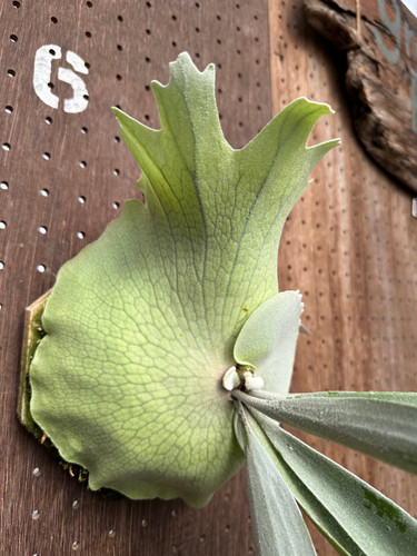 P.'Pewchan Snow Queen F3010' | groote plantage