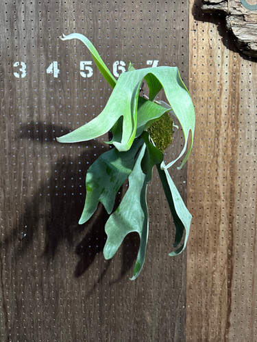 P.'Tonkla DW Shine Gloria'② | groote plantage