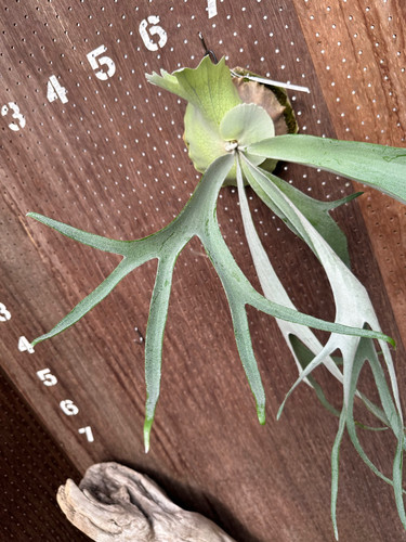 ピューチャン　F306 sailor moon スノークイーン P.Pewchan'Snow Queen F306' Sailor moonビカクシダ コウモリラン