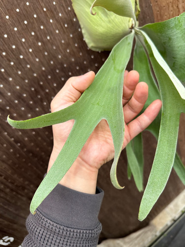 a*a様 P. Hanabi (大株 タグ付き) P. Hanabi (大株 タグ付き) P.'Hanabi' | groote plantage