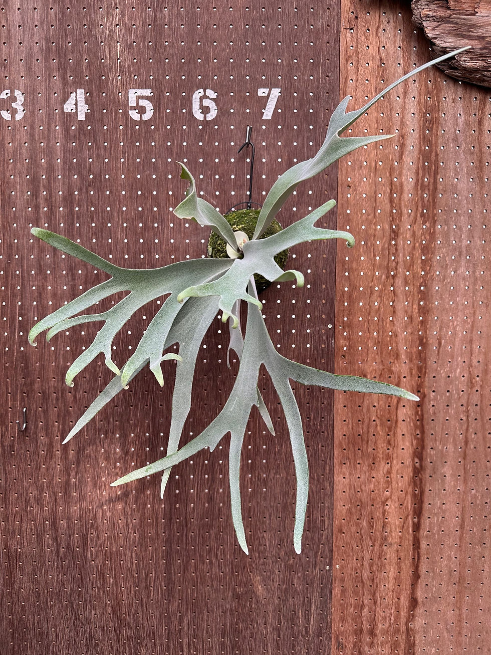 ビカクシダ ハクナマタタ 子株 Hakuna Matata なが ビカクシダ 子株