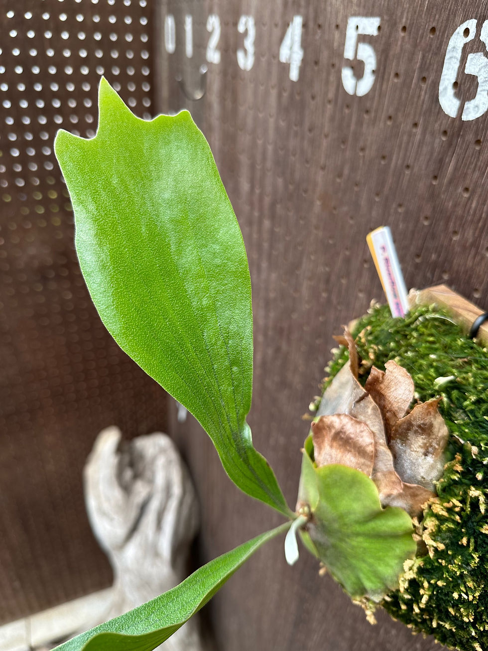 サムネイル： P.'River flow' sporelings①