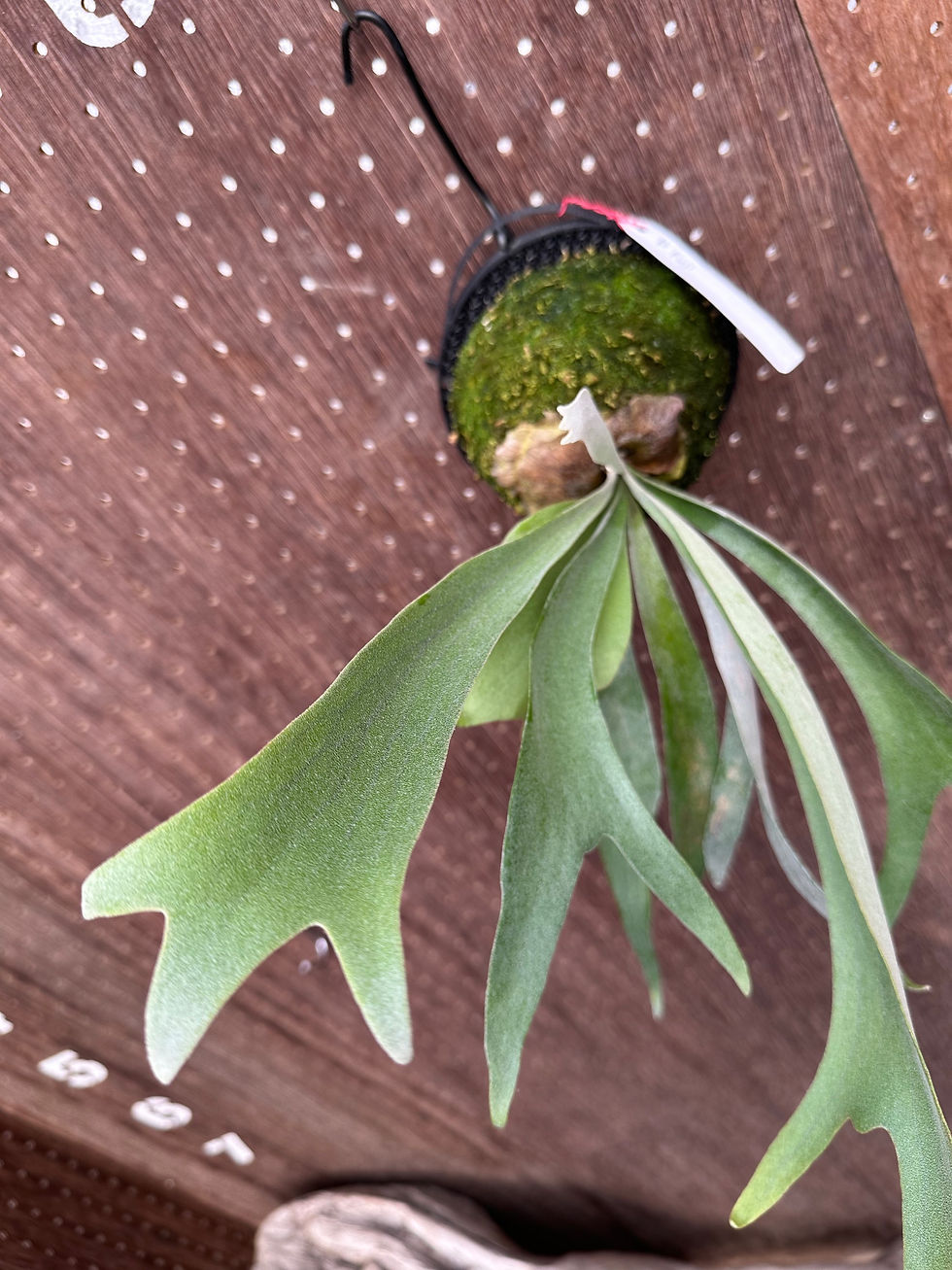 サムネイル： P.'Fuji'(P.Lemoinei x P.Tonkla DW)③