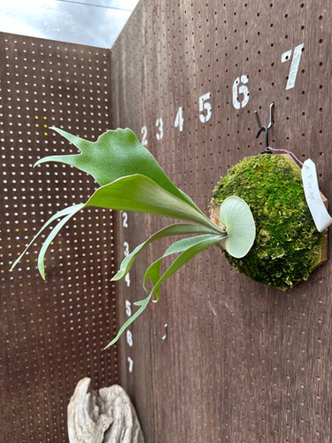 Mutant Pewchan F304 'Snow queen' 鹿角蕨P. Pewchan “Snow Queen F304