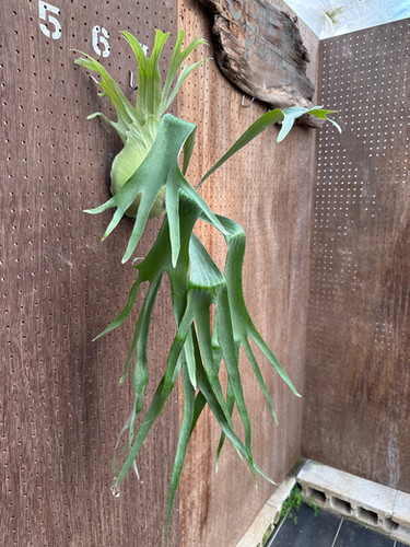 P.'Rydeen'⑤ | groote plantage P.'Rydeen'⑤ | groote plantage