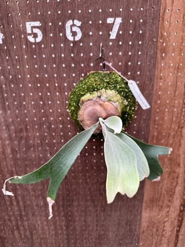 P.'Pewchan Snow Princess F401'④ | groote plantage