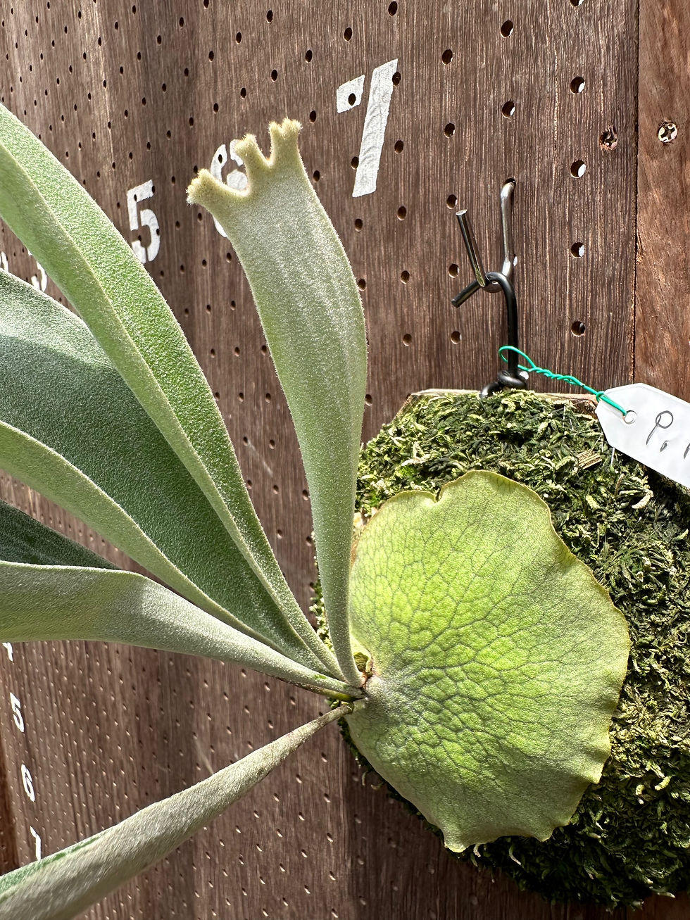 ビカクシダ P. Lemoinei no shield P.'Nemo'(P.willnckii × P.veitchii Lemoinei) from Mr.Kunawoot