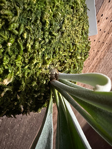 P.'Tonkla DW Shine Gloria'② | groote plantage ビカクシダP. Tonkla