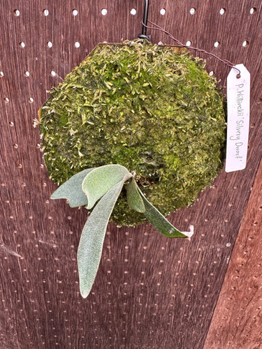 P. willinckii silvery dwarf 子株　3 2025年最新】willinckii silvery dwarfの人気アイテム - メルカリ