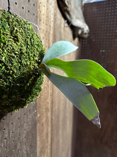 F3010 P. Pewchan snow queen ビカクシダ P. 'Platinum' Pewchan Snow