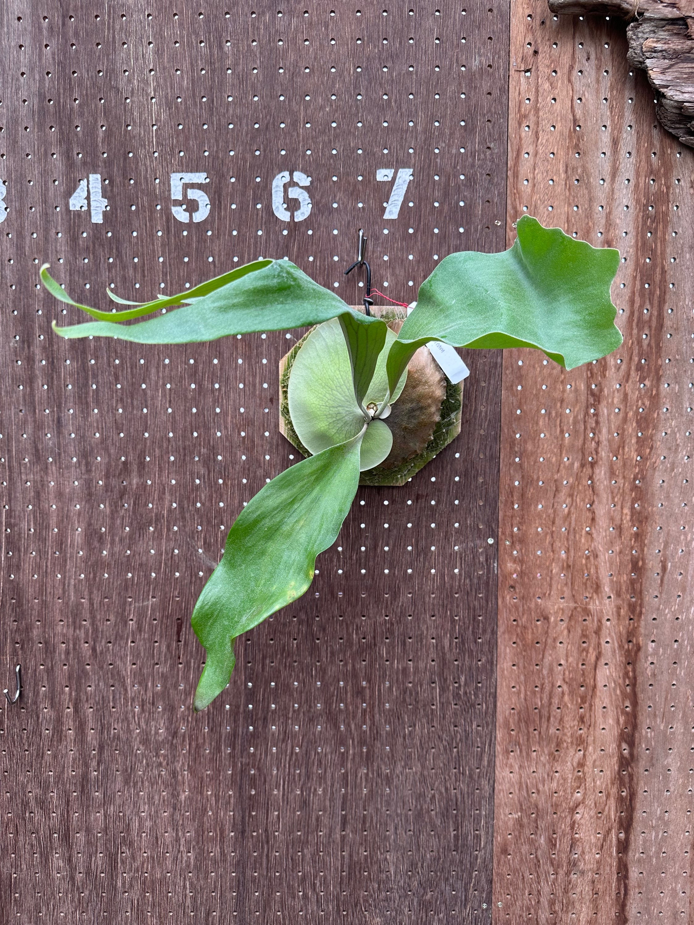 P.'Melting cream'⑤