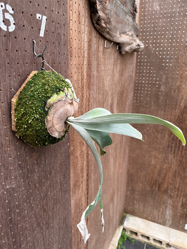 P.'Pewchan Snow Princess F401'④ | groote plantage