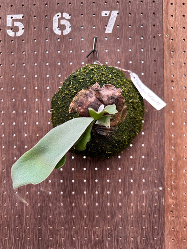 P.'First love' #2(from P.'Sailor moon' sporeling select)②