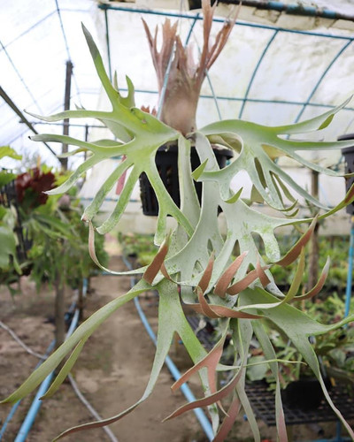 P.'gqgq'(Pewchan'Snow Queen F305')② | groote plantage