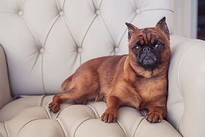 OLTANN ALICE IN WONDERLAND