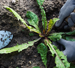 Worker dig weeds dandelions in vegetable beds, gardener keeps weeds and gardening tool in