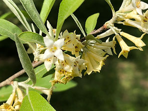 Olive: The Regeneration Flower