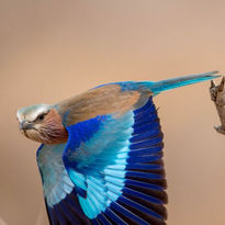 Uccellino_blu_Turtle_Bay_Beach_Club_Watamu_Kenya_Safari_mare_BBT_Travel_Tour_Operator.jpeg