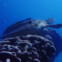 Tartaruga_blu_Turtle_Bay_Beach_Club_Watamu_Kenya_Safari_mare_BBT_Travel_Tour_Operator.jpeg