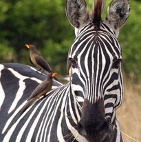 Zebre_con_uccellini_Turtle_Bay_Beach_Club_Watamu_Kenya_Safari_mare_BBT_Travel_Tour_Operato