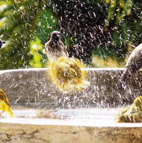 Uccellini_giocano_nell'acqua_Turtle_Bay_Beach_Club_Watamu_Kenya_Safari_mare_BBT_Travel_Tou