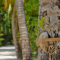 Innesto_Sun_Siyam_Olhuveli_Resort_&_Spa_Maldive_BBT_Travel_Tour_Operator.jpeg