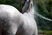 Do you know the pH level of your horses skin?