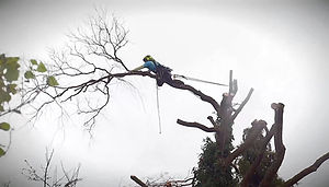 Joe Dangerous Willow