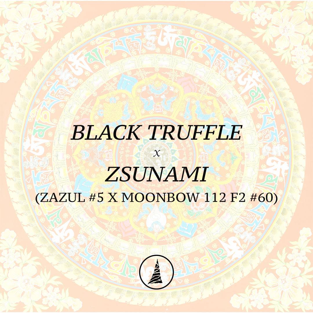 Black Truffle x Zsunami