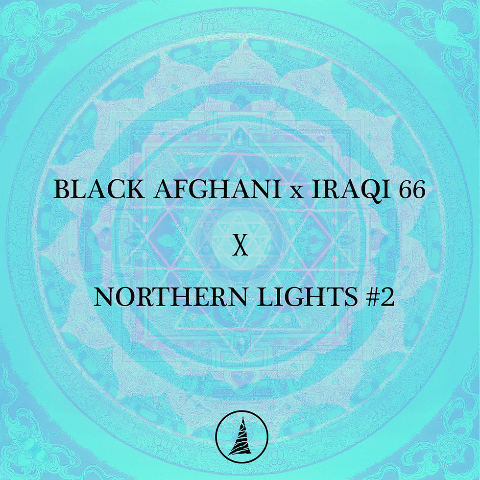 Black Afghani X Iraqi 66 X NorthernLights 2 Pagoda Seeds black-afghani-x-iraqi-66-x-northernlights-2-pagoda-seeds