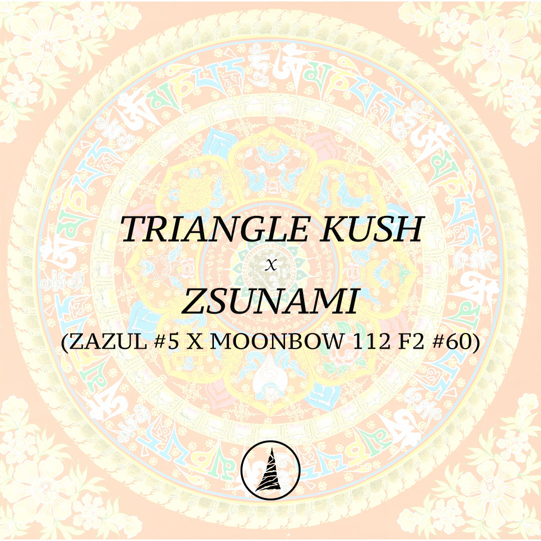 Triangle Kush x Zsunami