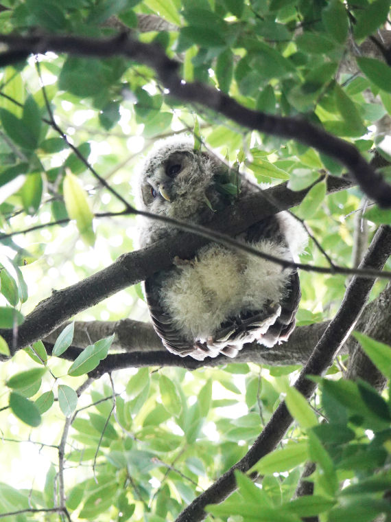 Owl_20260527-02