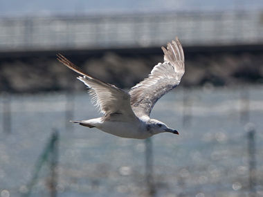船橋三番瀬海浜公園でのウミネコ