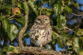 Ein Kautz sitzt in einem Apfelbaum