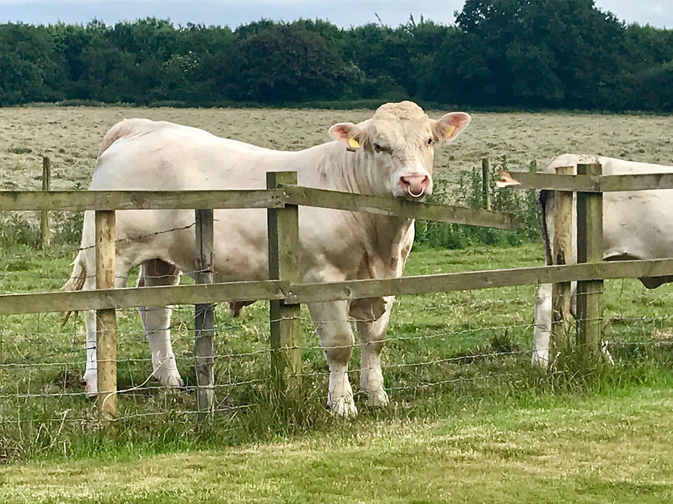 Eye-level view of a creative workspace with colourful sticky notes and a laptop