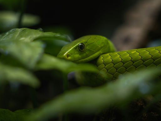 Cobra verde entre folhas, olhar atento. Fundo escuro, escamas detalhadas e verdes, criando ambiente natural e misterioso.