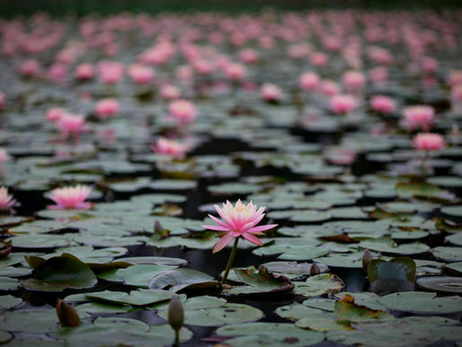 Lago coberto de folhas e flores de lótus cor-de-rosa. Atmosfera calma, fundo desfocado. Destaca-se uma flor de lótus central.