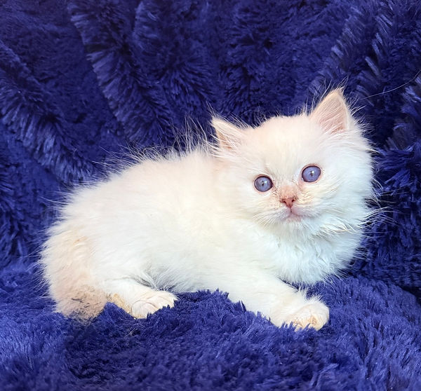 3 lilac lynx mitted B.jpeg