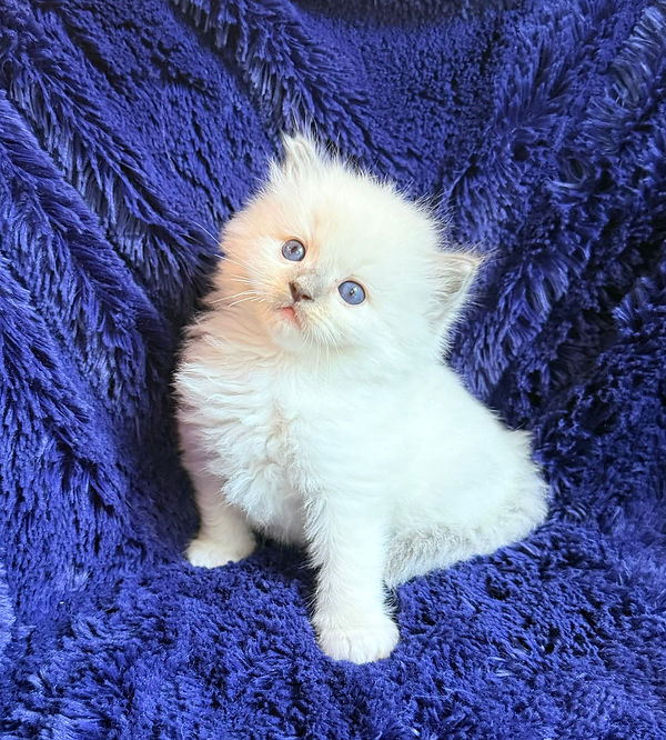 1 Blue Mitted boy.jpeg