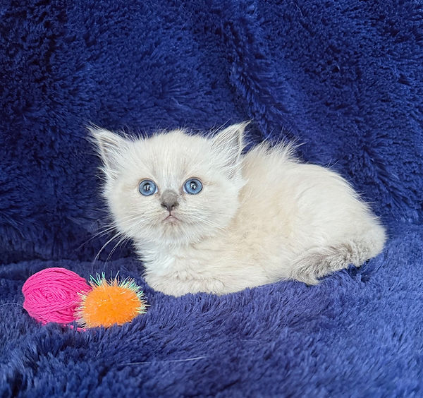 3 Blue Mink Mitted girl