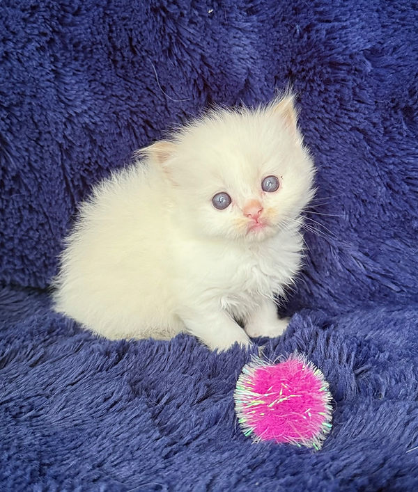 1 Cin_fawn bicolor girl