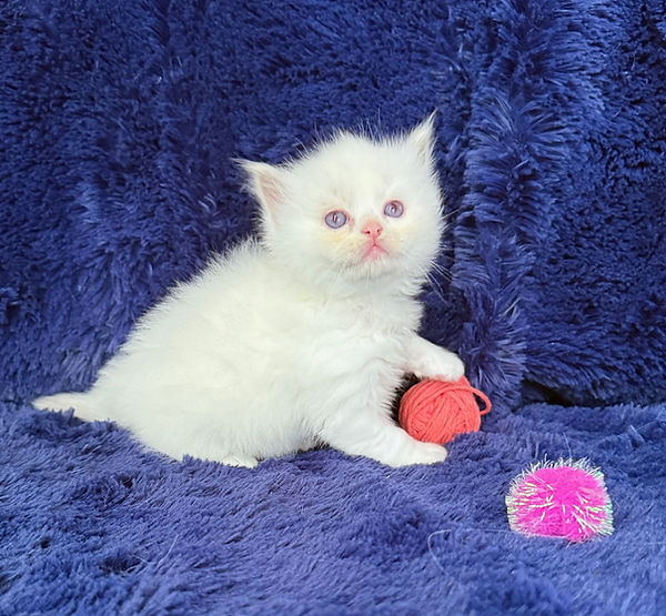 2 Cin_fawn bicolor girl