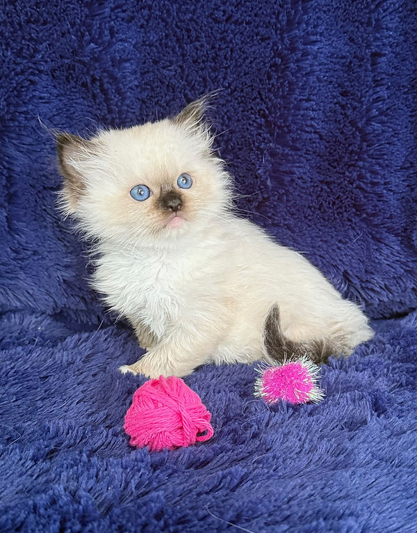 1 Seal Mitted girl
