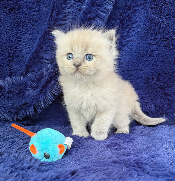 7 Blue cp boy