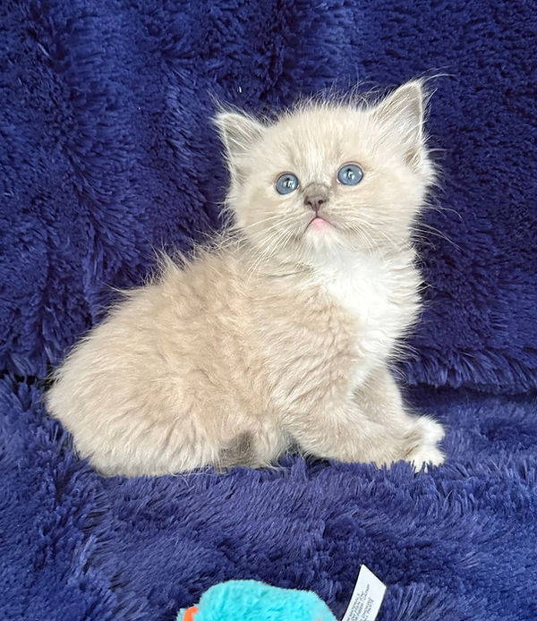 4 Blue Mink Mitted Boy