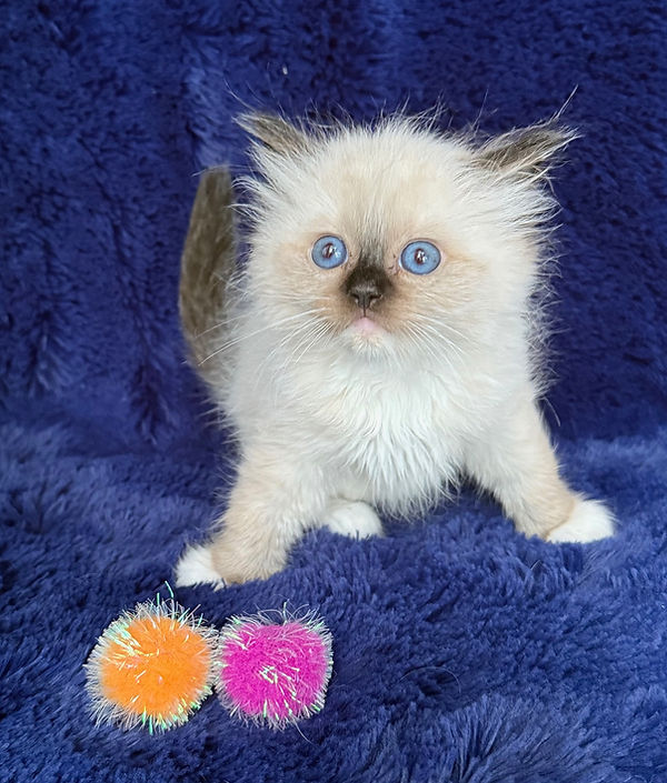 2 Seaal Mitted girl