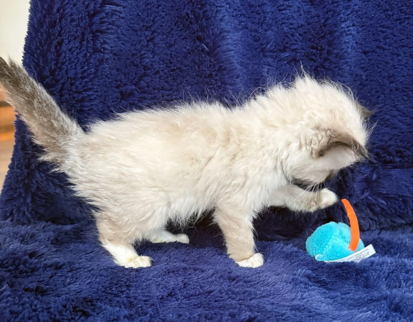 5 Seal Mitted boy