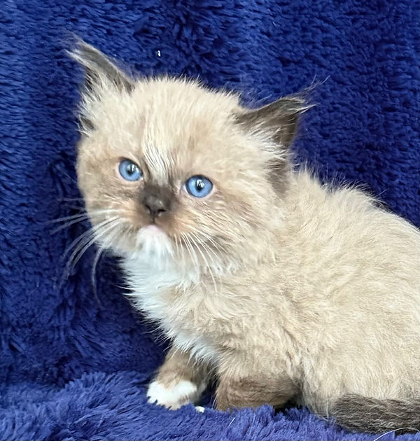 7 Seal mink Mitted boy